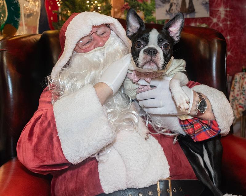 Santa Paws - Forever Hounds Fundraiser - Tarbrax
