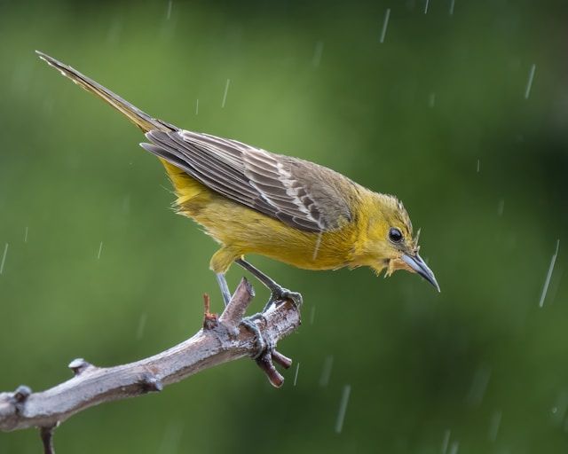 Image of a bird in the rain