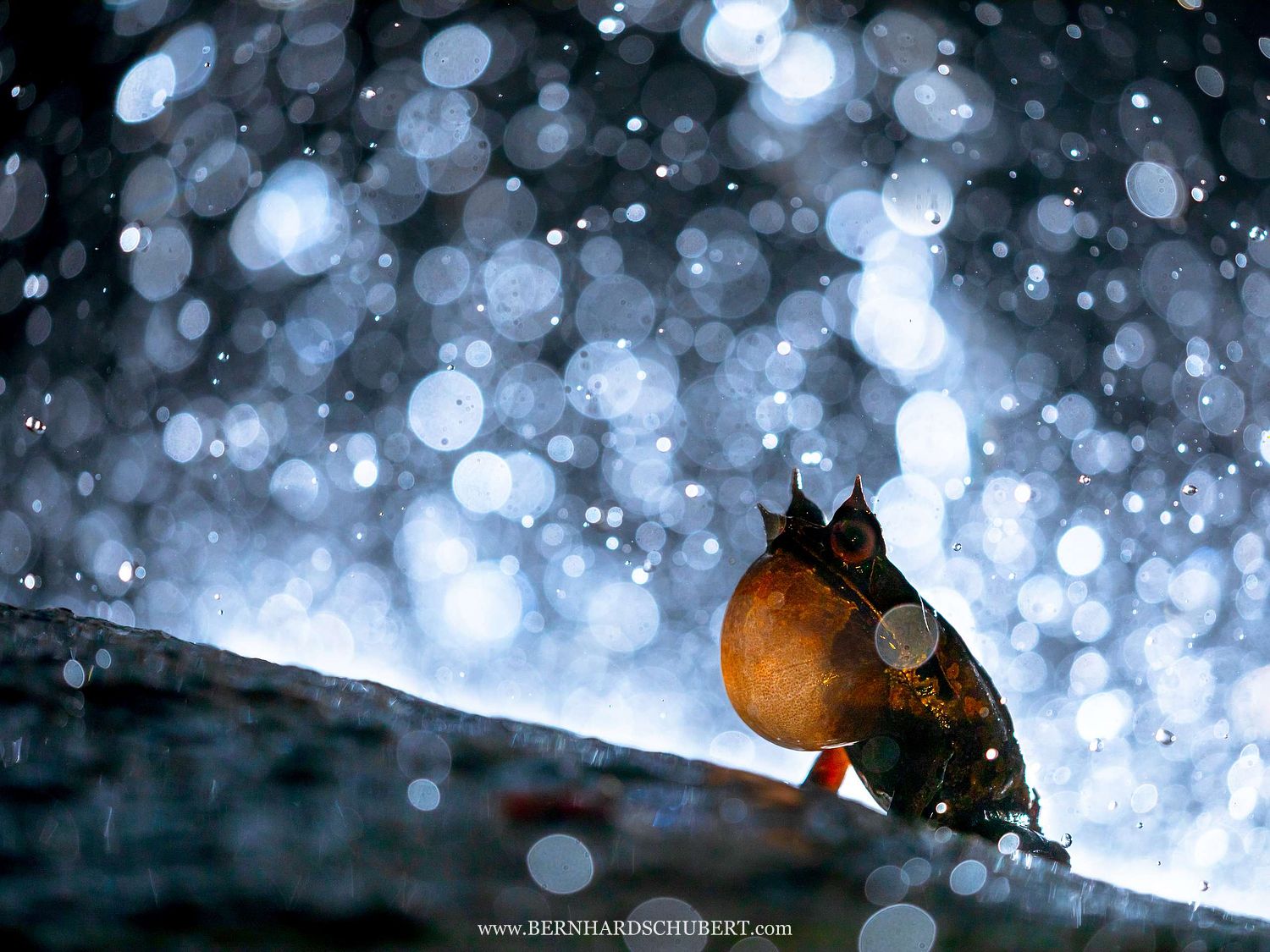 Pelobatrachus nasutus Syn. Megophrys nasuta - Long-nosed horned