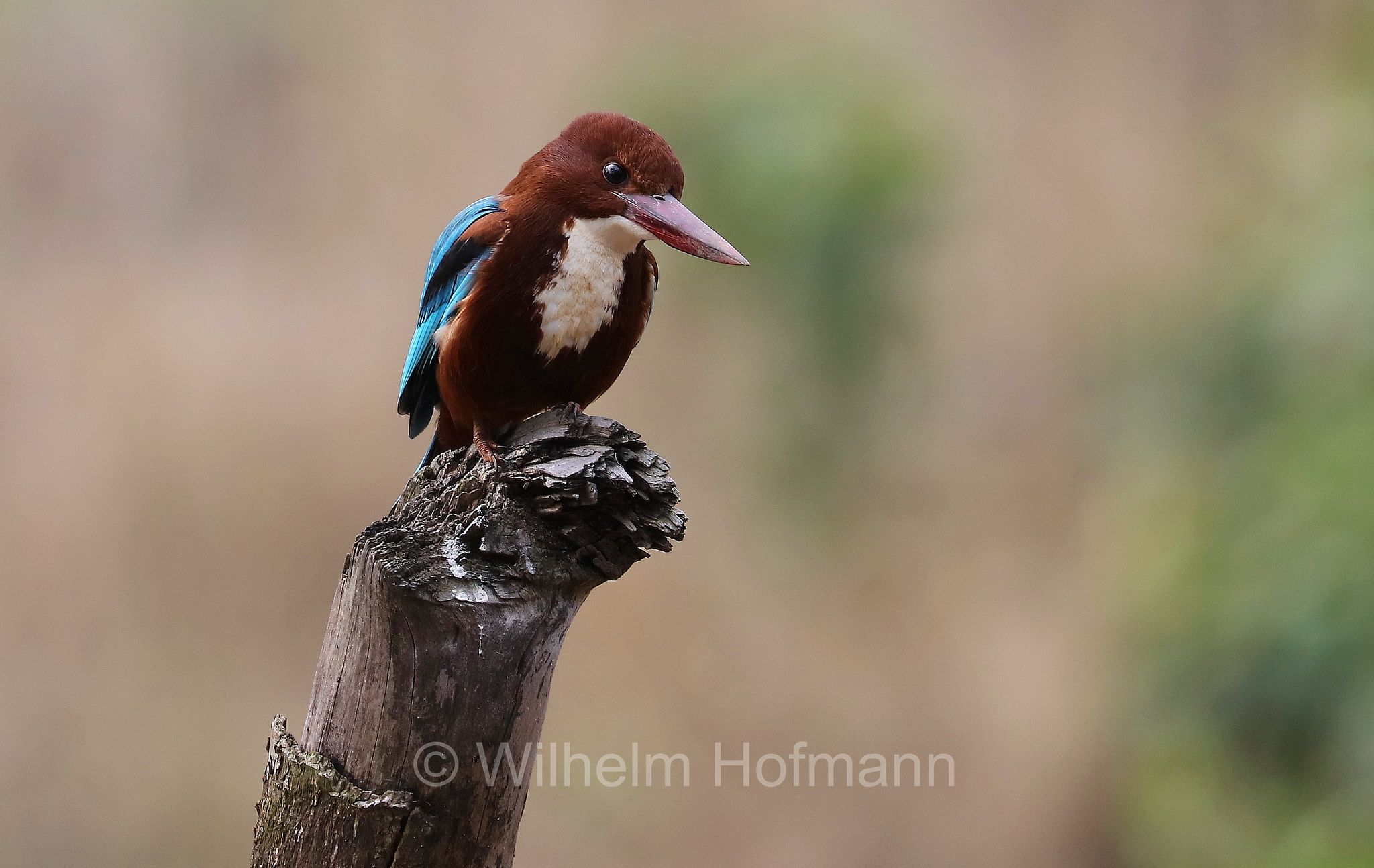 white-throated kingfisher, white-breasted kingfisher, Braunliest, martin pescatore dalla gola bianca, Halcyon smyrnensis, Bandhavgarh National Park, Bandhavgarh-Nationalpark, parco nazionale di Bandhavgarh, Madhya Pradesh, India, Indien