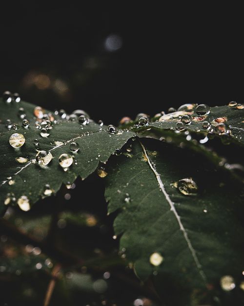 Hello, I am Alyssa Roth-Fortune. A single shot, fine art landscape photographer and storyteller based in the beautiful Pacific Northwest.