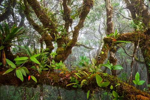 Epiphytes in a tropical cloud forest