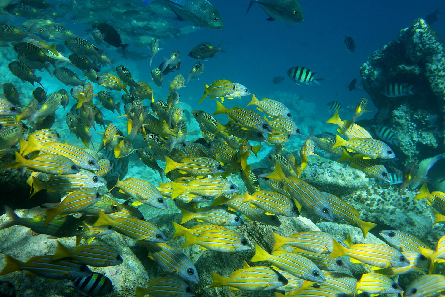 -World Wild Wonders-