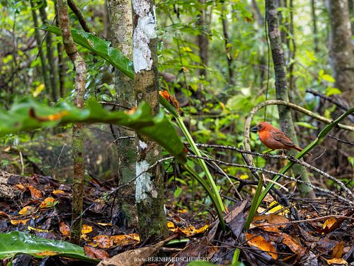 Driophlox fuscicauda - Red-throated ant tanager
