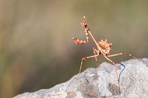 Empusa fasciata - Fasciated Conehead Mantid