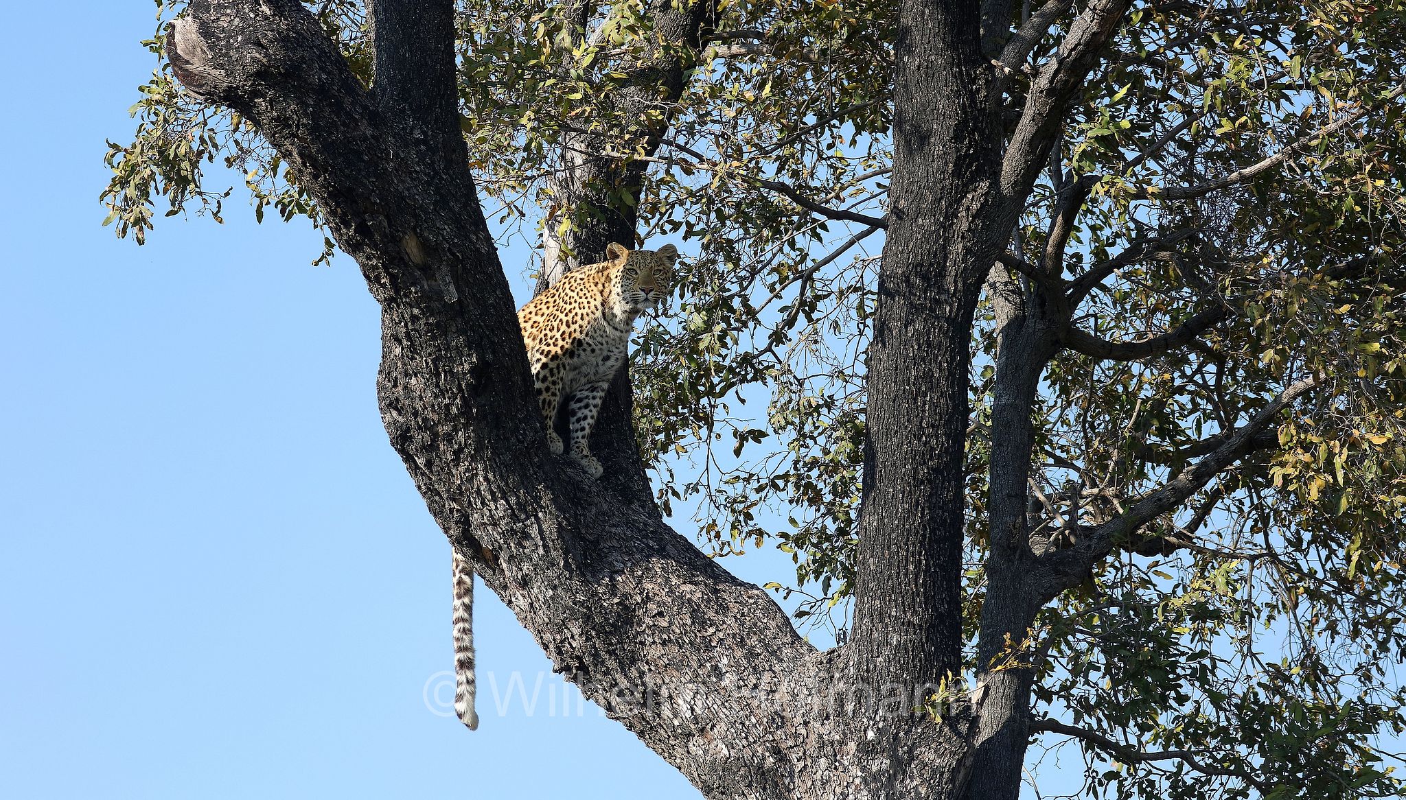 Leopard, leopardo, Panter, Panther, Panthera pardus, Moremi Game Reserve, Moremi-Wildreservat﻿, Okavango Delta, Okavango Grassland, Botswana, Republik Botsuana