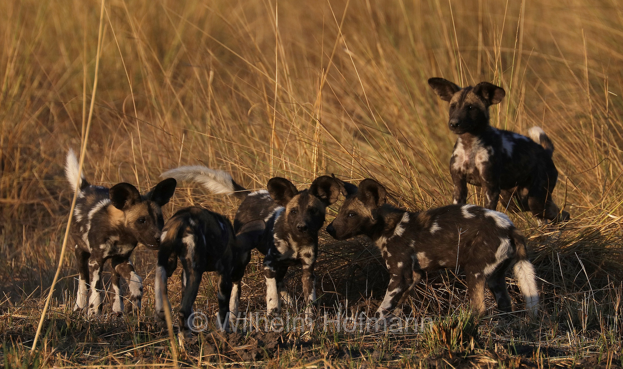 African wild dog, painted dog, Cape hunting dog, Afrikanischer Wildhund, licaone, cane selvatico africano, Lycaon pictus, Moremi Game Reserve, Moremi-Wildreservat, Okavango Delta, Okavango Grassland, Botswana, Republik Botsuana