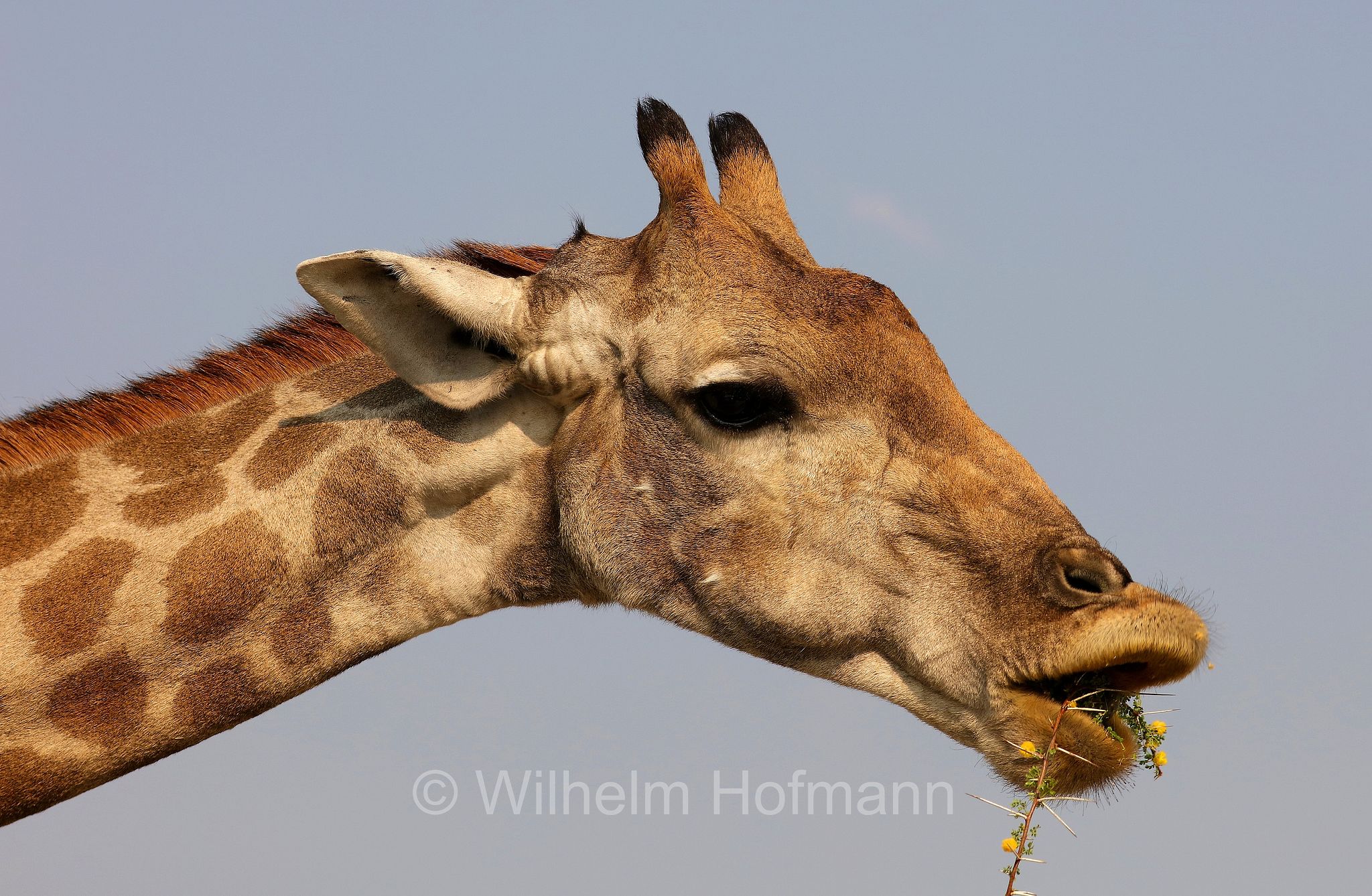 South African giraffe, Cape giraffe, Süd-Giraffe, giraffa meridionale, Giraffa giraffa, Etosha-Nationalpark, Etosha National Park, parco nazionale d'Etosha, Namibia