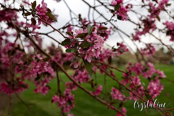 Spring Mini Sessions 2024