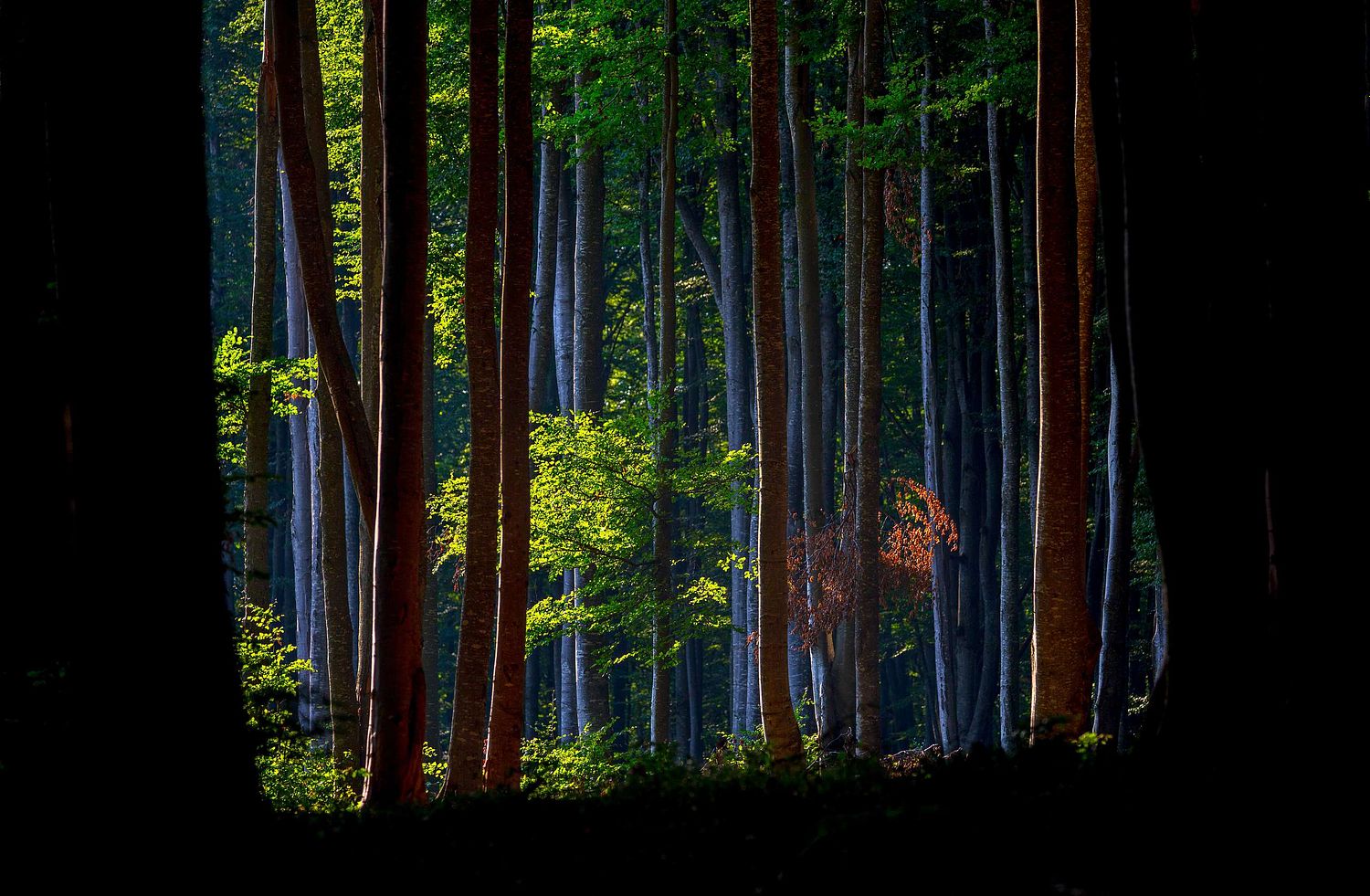 Magischer Wald