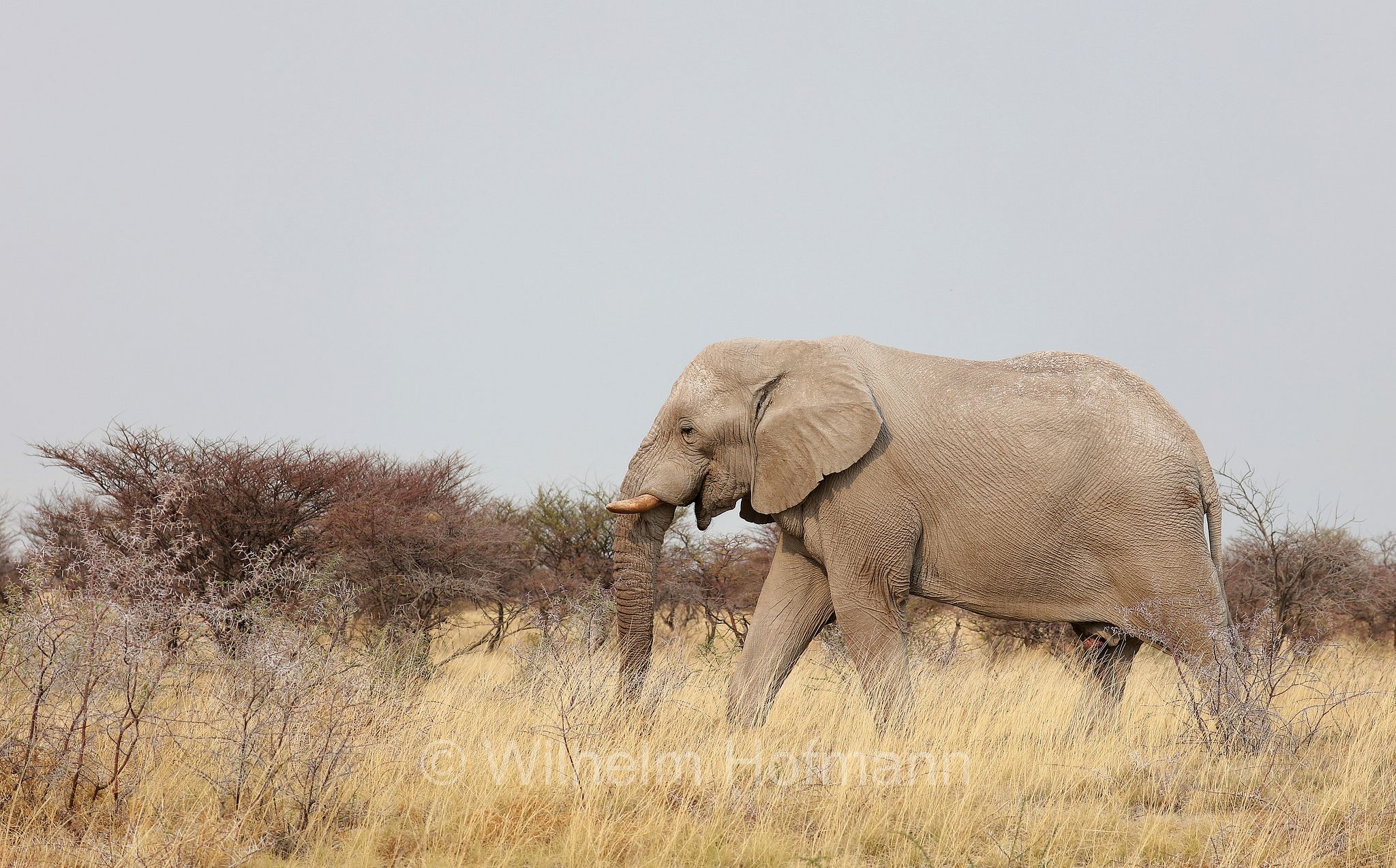 African bush elephant, African savanna elephant, Afrikanischer Elefant, Afrikanischer Buschelefant, Afrikanischer Savannenelefant, Afrikanischer Steppenelefant, elefanto africano, elefanto africano di savana, Etosha-Nationalpark, Etosha National Park, parco nazionale d'Etosha, Namibia