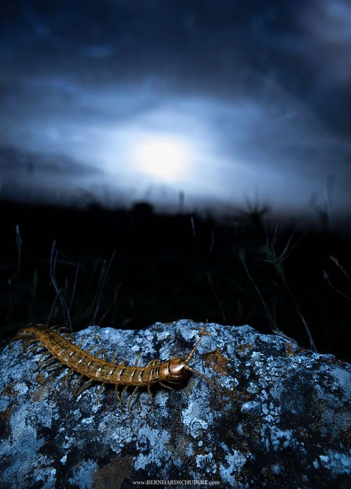 Scolopendra cingulata – Europäischer Riesenläufer