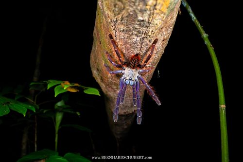 Phormingochilus sp. - Sabah blue undescribed species
