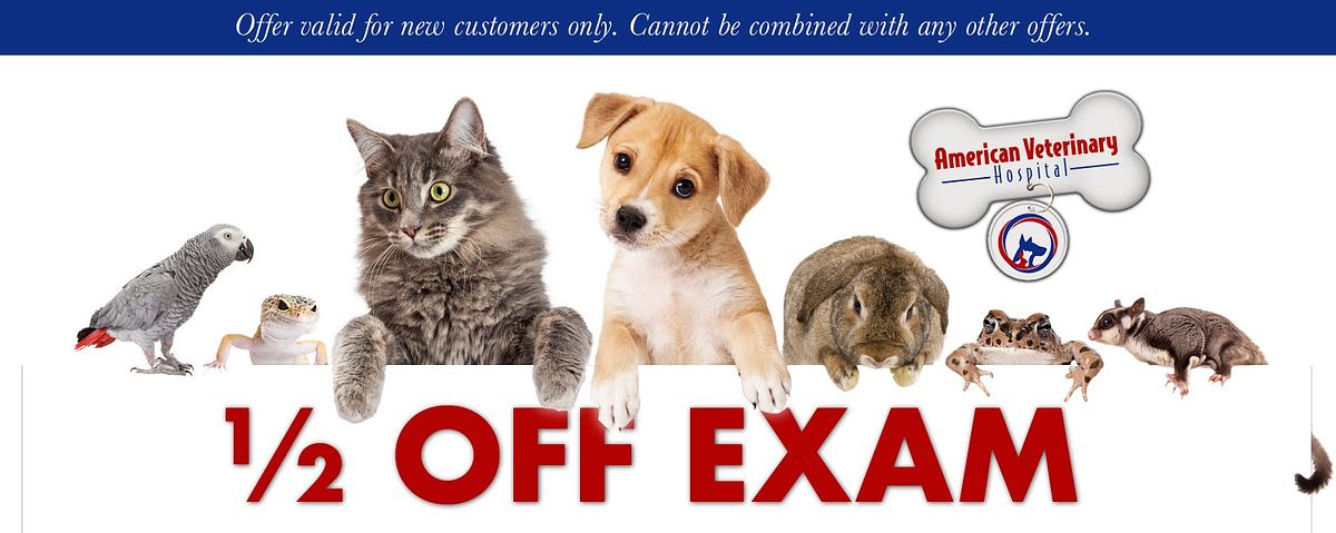 American Vet Hospital