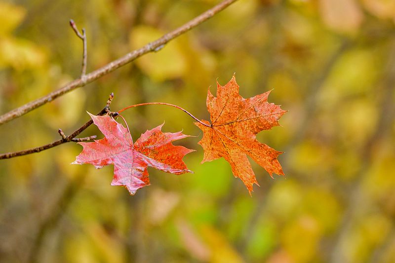 Sügis tuule sosin oksal.