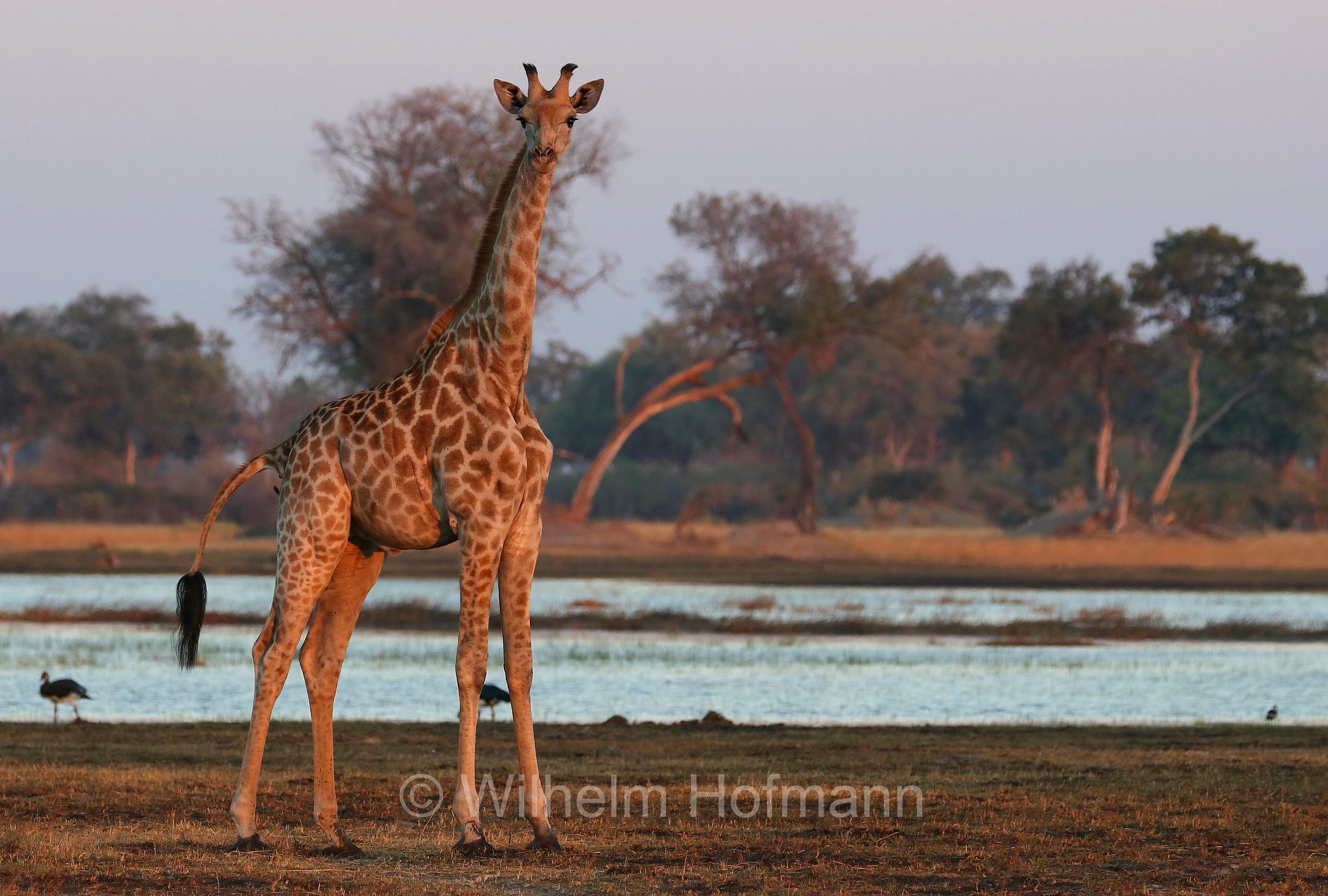 South African giraffe, Cape giraffe, Süd-Giraffe, giraffa meridionale, Giraffa giraffa, ﻿Moremi Game Reserve, Moremi-Wildreservat, Okavango Delta, Okavango Grassland, Botswana, Republik Botsuana