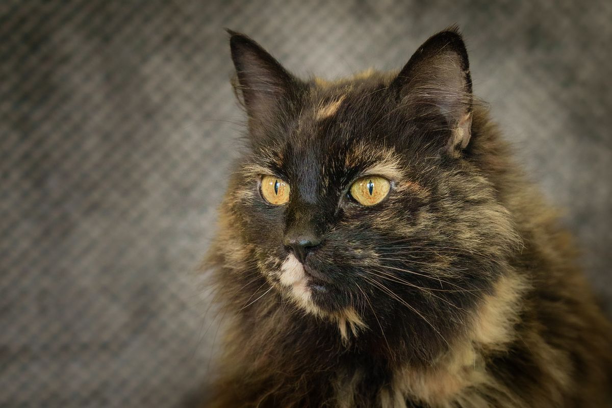 Multicoloured cat sitting for a photo.