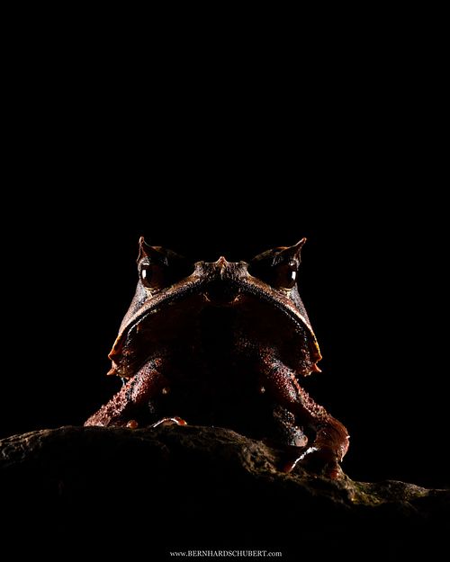 Pelobatrachus nasutus Syn. Megophrys nasuta - Long-nosed horned