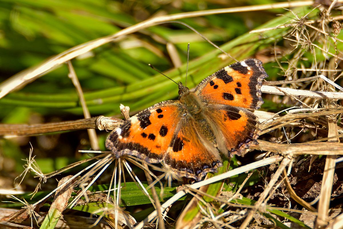 kollat&auml;hn-pajuliblikas