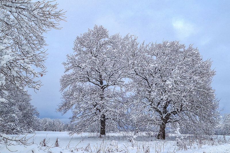 Kaks puud talve karguse rõivas.