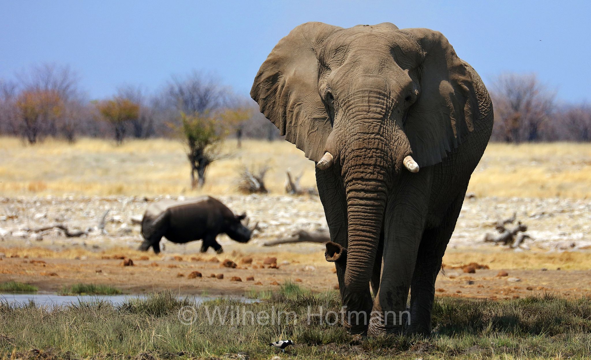 African bush elephant, African savanna elephant, Afrikanischer Elefant, Afrikanischer Buschelefant, Afrikanischer Savannenelefant, Afrikanischer Steppenelefant, elefanto africano, elefanto africano di savana, Etosha-Nationalpark, Etosha National Park, parco nazionale d'Etosha, Namibia