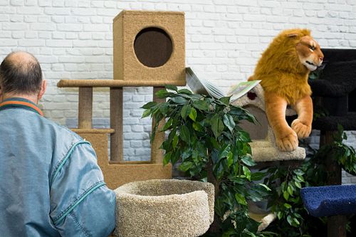 Kattententoonstelling