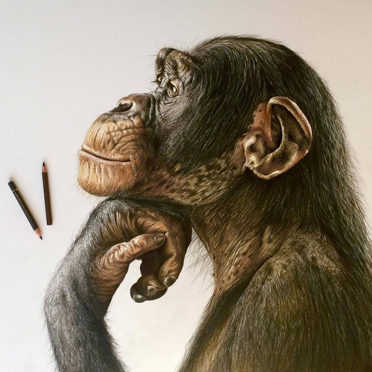 Dave Duffy Pet Portraits