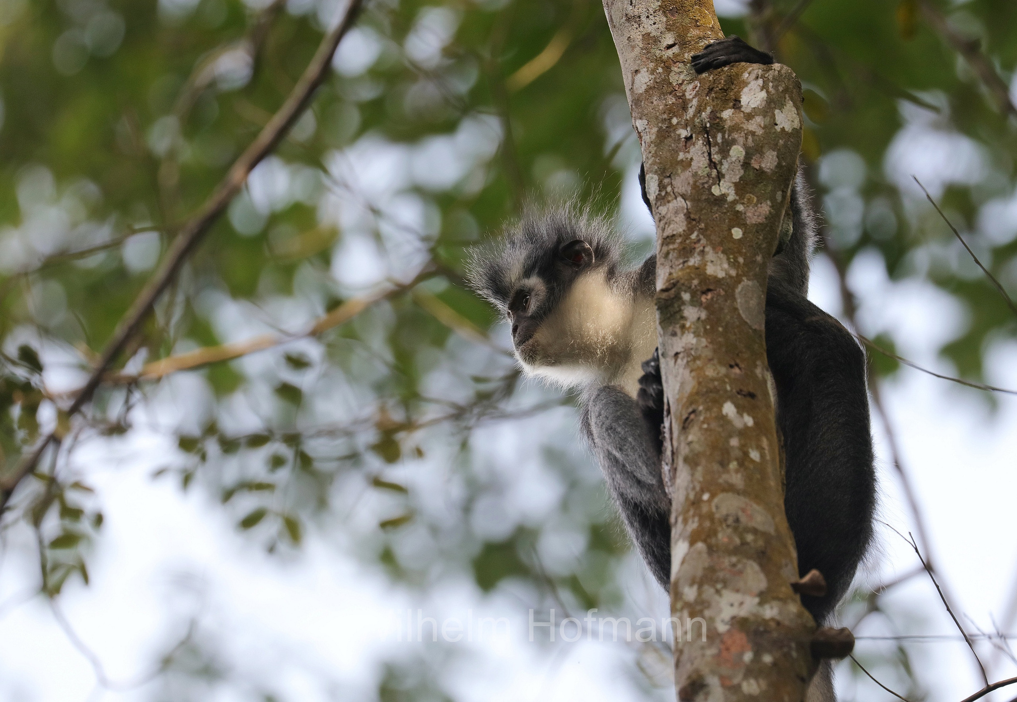 Thomas's langur, North Sumatran leaf monkey, Thomas's leaf monkey, Thomas-Langur, presbite di Thomas, Presbytis thomasi﻿, Gunung Leuser National Park, Nationalpark Gunung Leuser, parco nazionale di Gunung Leuser, Bukit Lawang, Sumatra, Indonesia, Indonesien