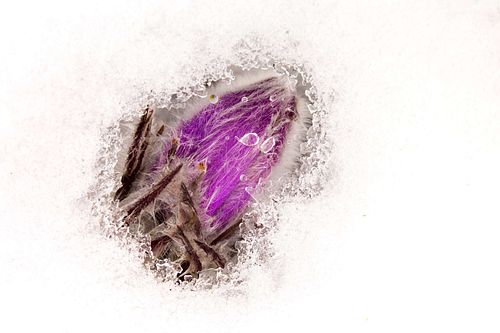 Pulsatilla grandis - Große Kuhschelle