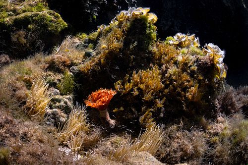 Bispira volutacornis - Twin fan worm and Leptomysis shrimps