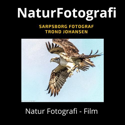 TROND JOHANSEN, NATURE PHOTOGRAPHY, NATUR - FOTOGRAF, NATUR SARPSBORG, ØSTFOLD, NORWAY