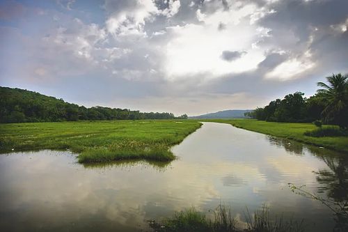 North Goa paddy fields in the monsoons. You can kayak and fly cast through these fields with us. The monsoons in Goa, Karnataka and Kerala are a season of magical light and throbbing, powerful rain drop percussion on back water drums. Not for everyone, bu