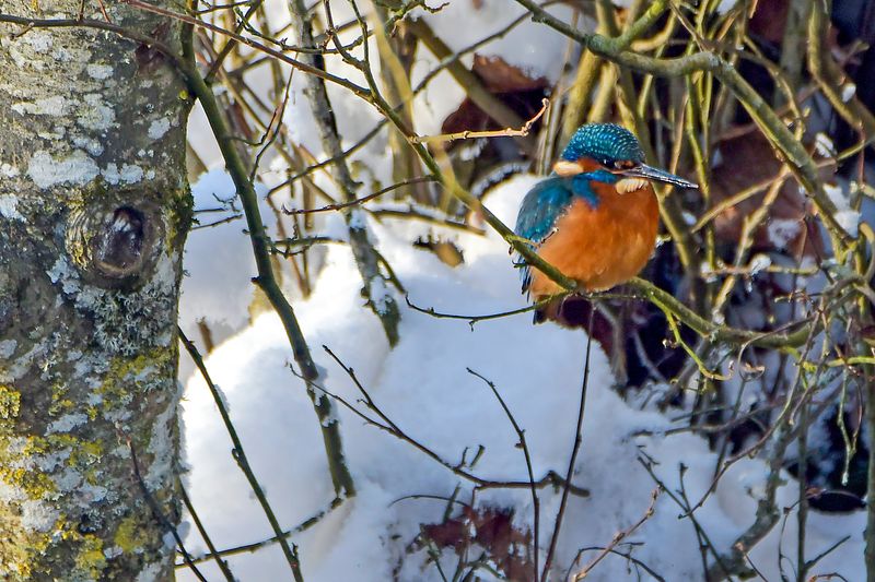Talviselt toimekas Jäälind.