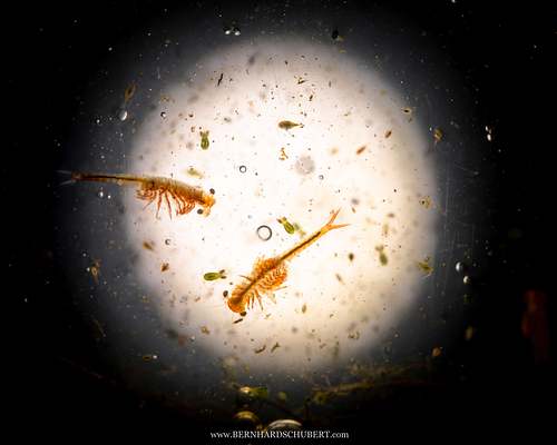 Eubranchipus grubii - Spring fairy shrimp
