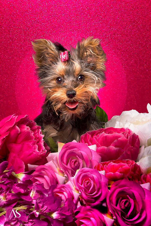Pet photography: Portrait of Khaleesi the yorkie with flowers by pet Photographer Akkil Suvarna