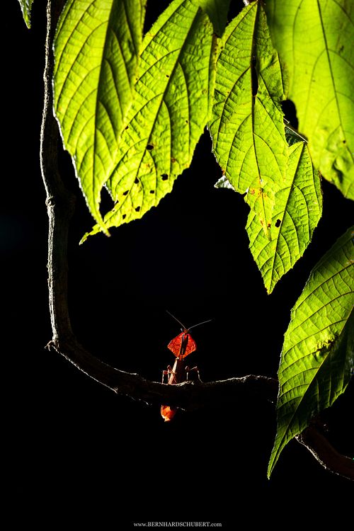 Deroplatys sp. - Dead leaf mantis