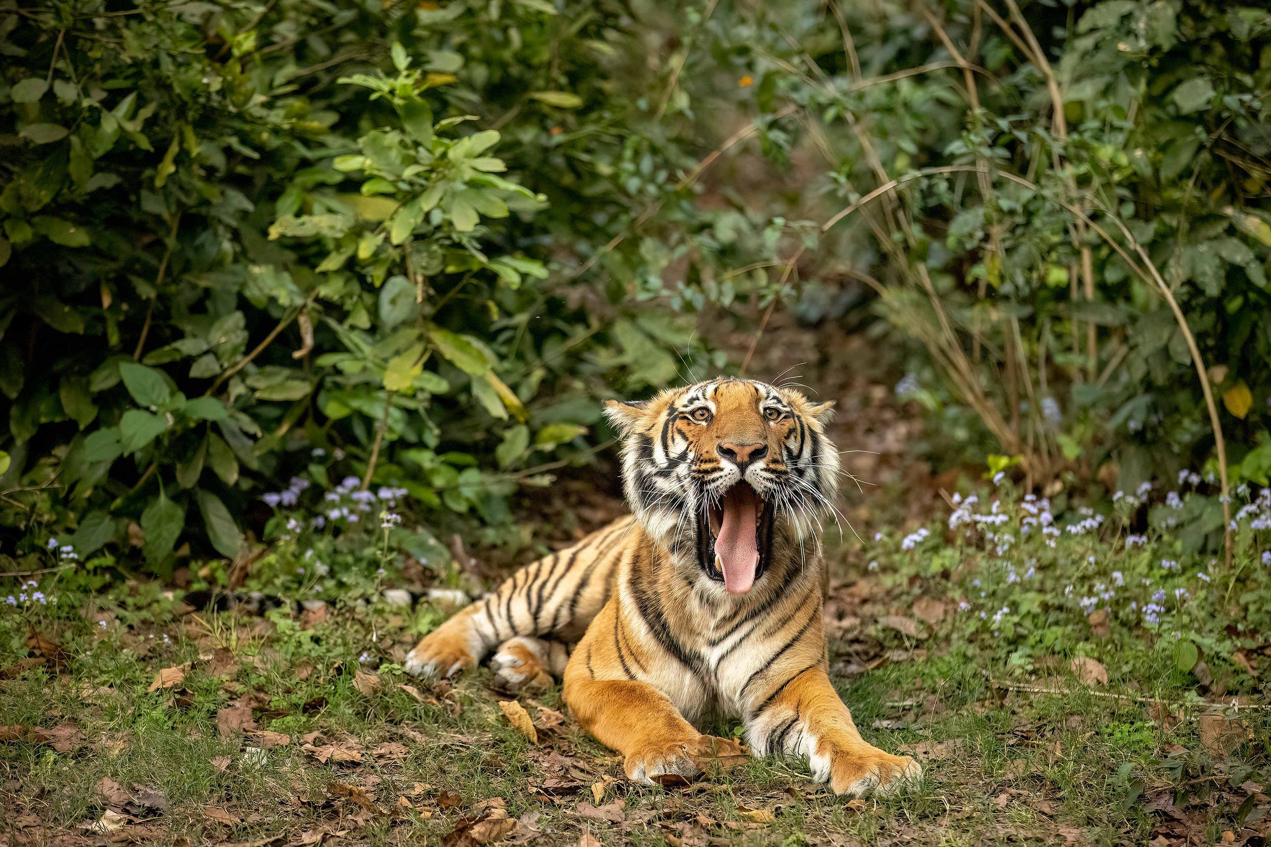 Corbett