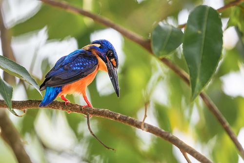 Alcedo meninting – Menintingeisvogel