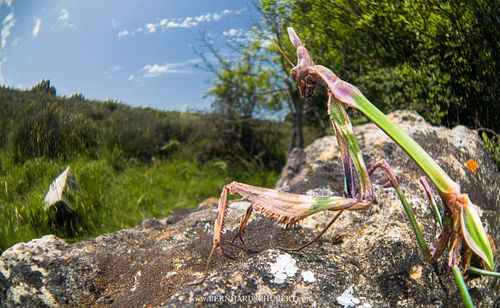 Empusa fasciata – Haubenfangschrecke