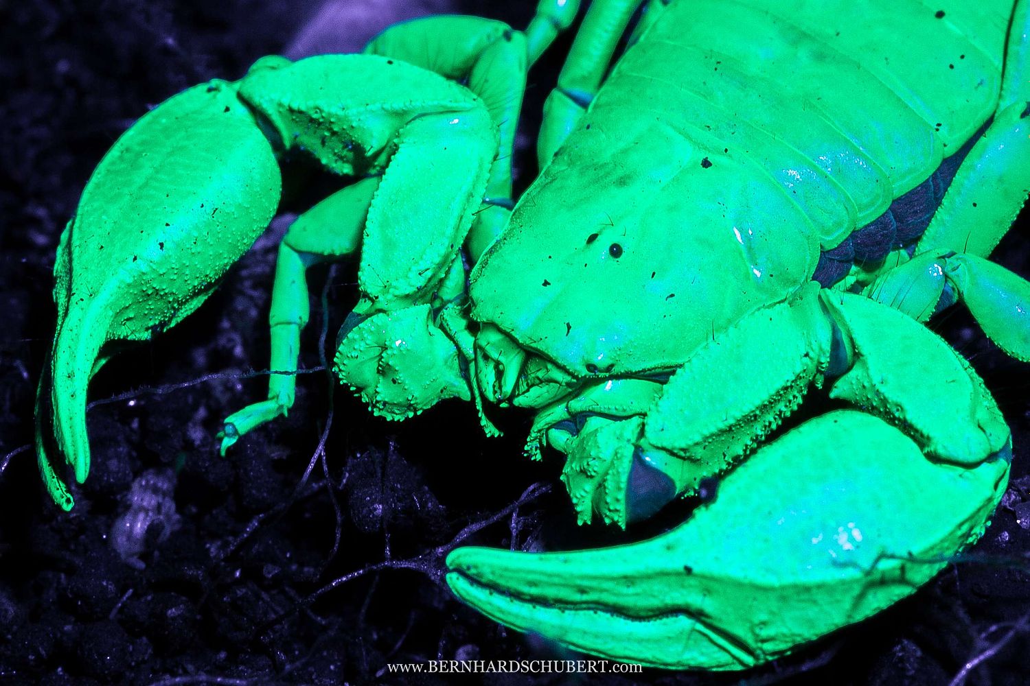 Euscorpius sp.