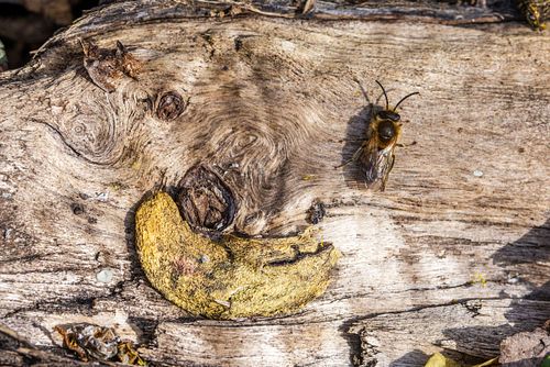 Andrena sp. - Sandbiene