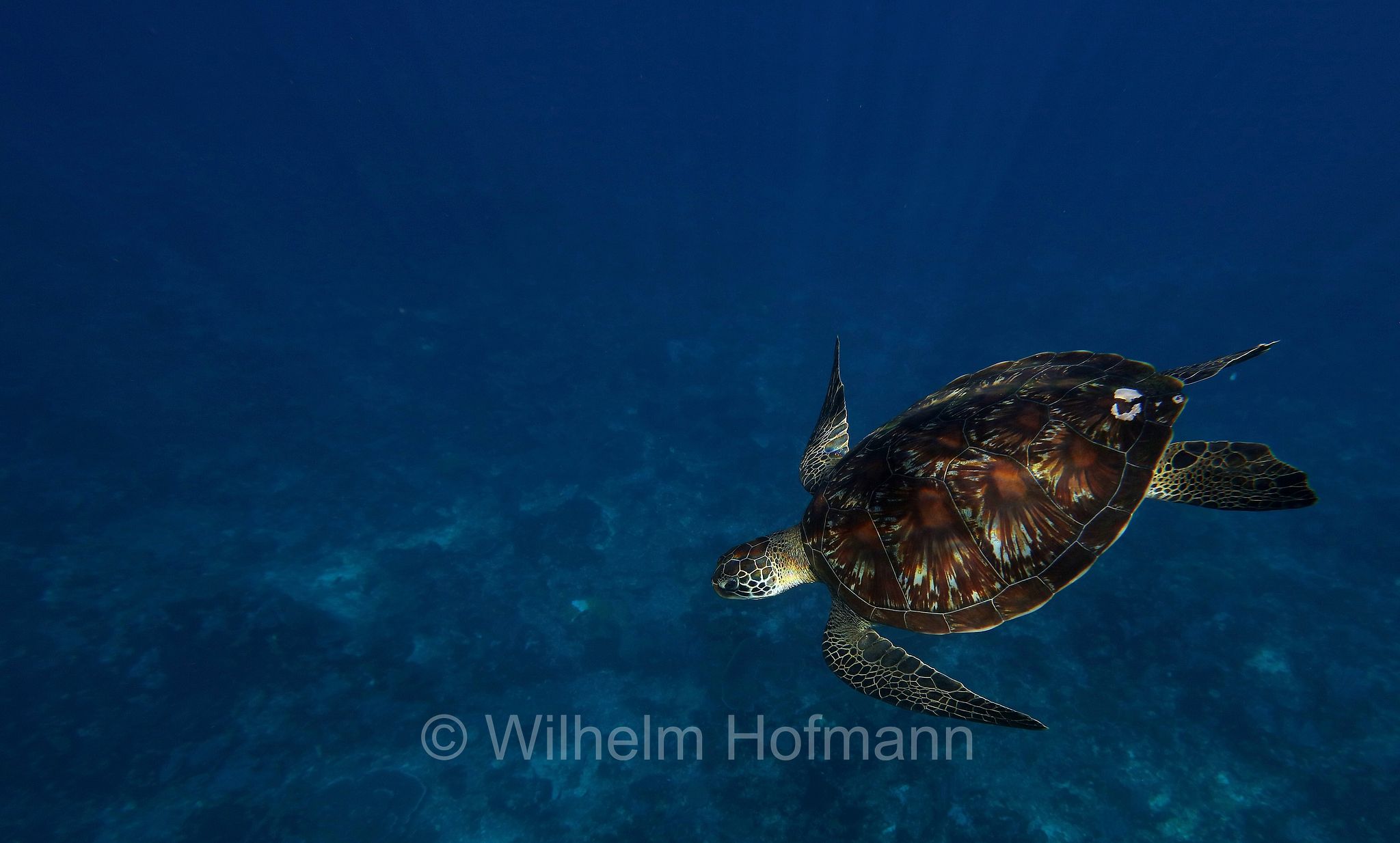 green sea turtle, green turtle, black sea turtle, Pacific green turtle, Grüne Meeresschildkröte, tartaruga verde, Chelonia mydas, Komodo Islands, Komodo, Lesser Sunda Islands, Kleine Sundainseln, Piccole Isole della Sonda, Nusa Tenggara Islands, Kepulauan Nusa Tenggara, Indonesia, Indonesien﻿, Mawan
