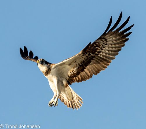Osprey (Fiskeørn) soaring gracefully over a Norwegian lake, wings fully extended, captured by Trond Johansen
