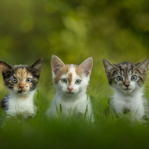 Kattenfotografie Assendelft