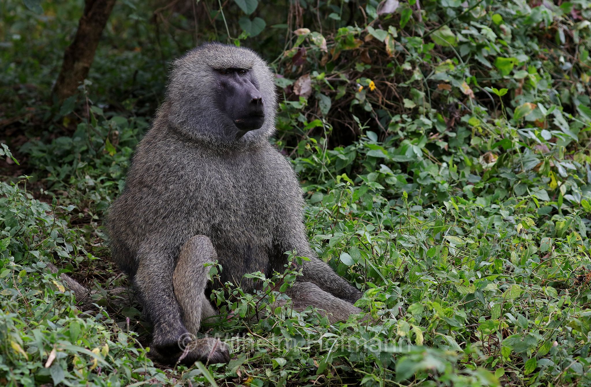 papio anubis, olive baboon, Anubis baboon, Anubispavian, Grüne Pavian, anubi, babbuino verde﻿, Tansania, Tanzania, Arusha National Park, Arusha-Nationalpark, parco nazionale di Arusha