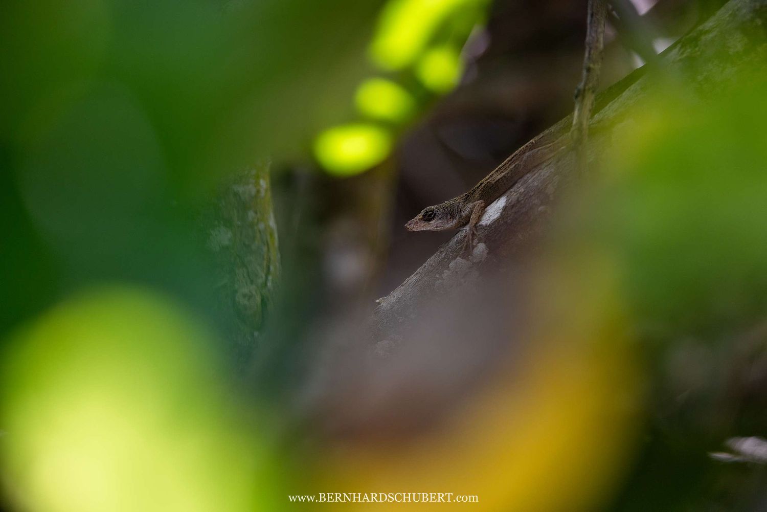 Anolis sp. - Anole