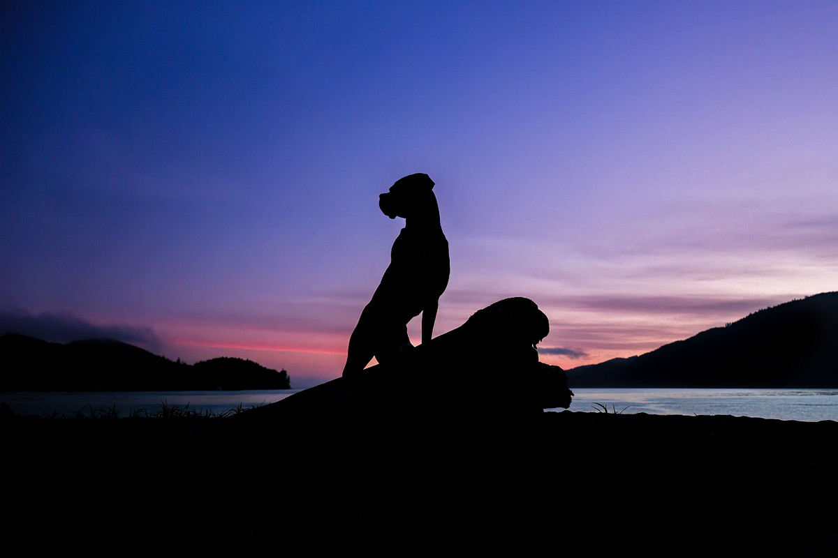 a silhouette of a boxer stands on a rock that is along an inlet of water, there are mountains on either side and it's sunset with deep purple and pink hues.