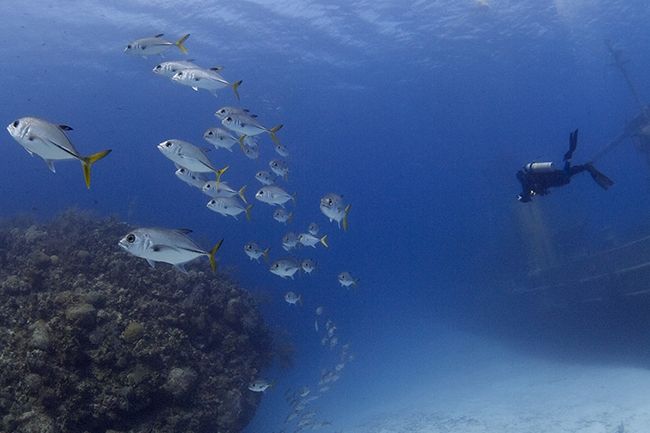 Fundamentos de la fotografía submarina