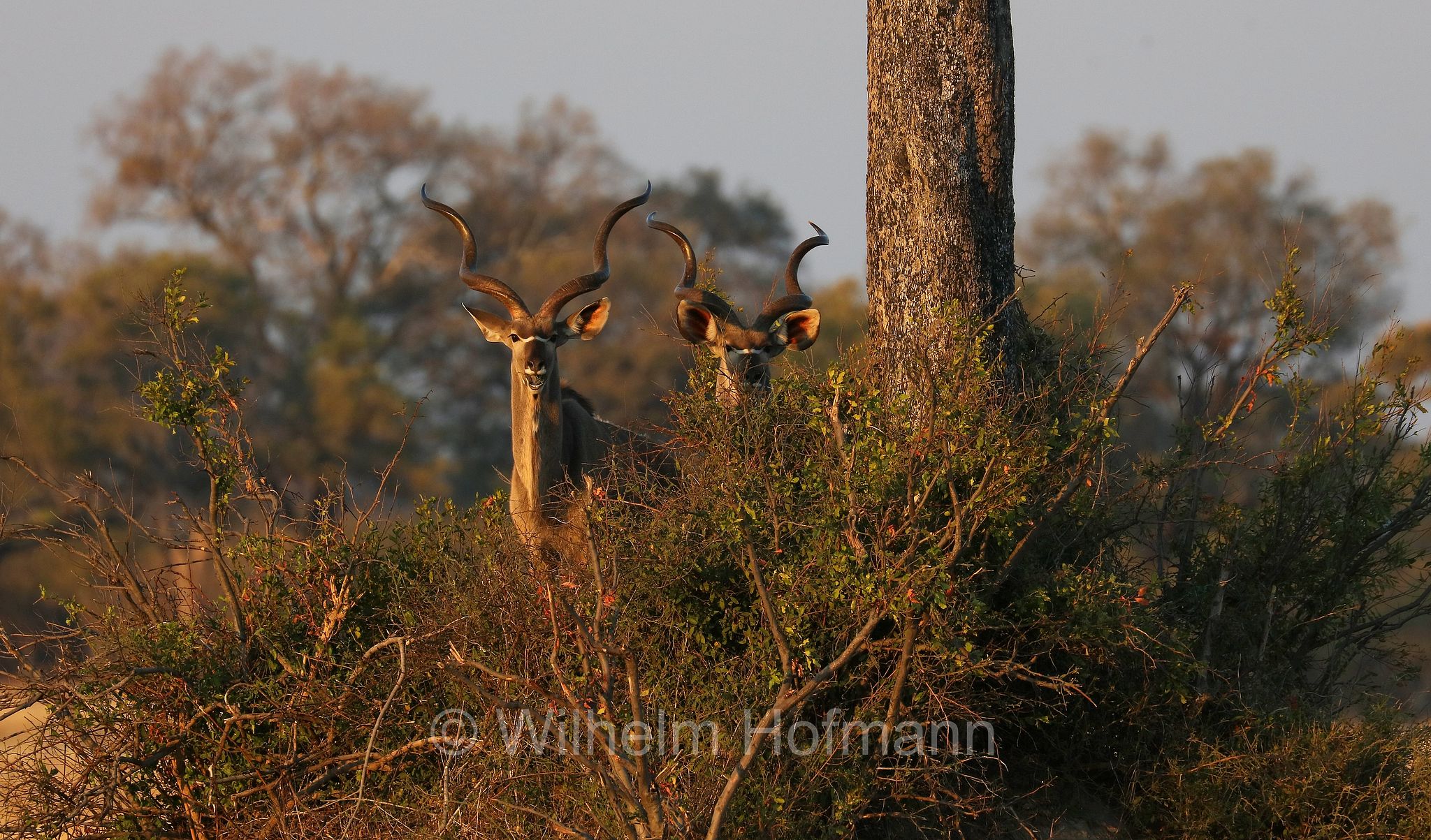 greater kudu, Zambezi kudu, Sambesi-Großkudu, cudù maggiore, kudu maggiore, ﻿﻿Strepsiceros zambesiensis, Moremi Game Reserve, Moremi-Wildreservat, Okavango Delta, Okavango Grassland, Botswana, Republik Botsuana