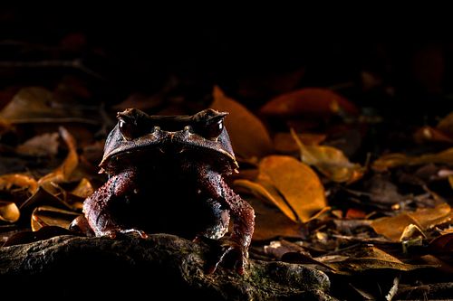 Pelobatrachus nasutus Syn. Megophrys nasuta - Zipfelkrötenfrosch
